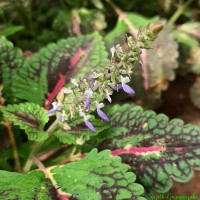 <i>Coleus scutellarioides</i>  (L.) Benth.